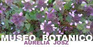 4 marzo: riapre il Museo Botanico Aurelia Josz