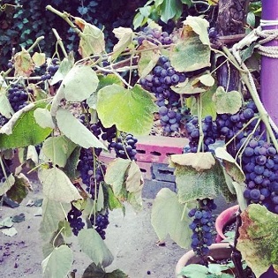 28 settembre: APS Colore - Festa dell\'uva